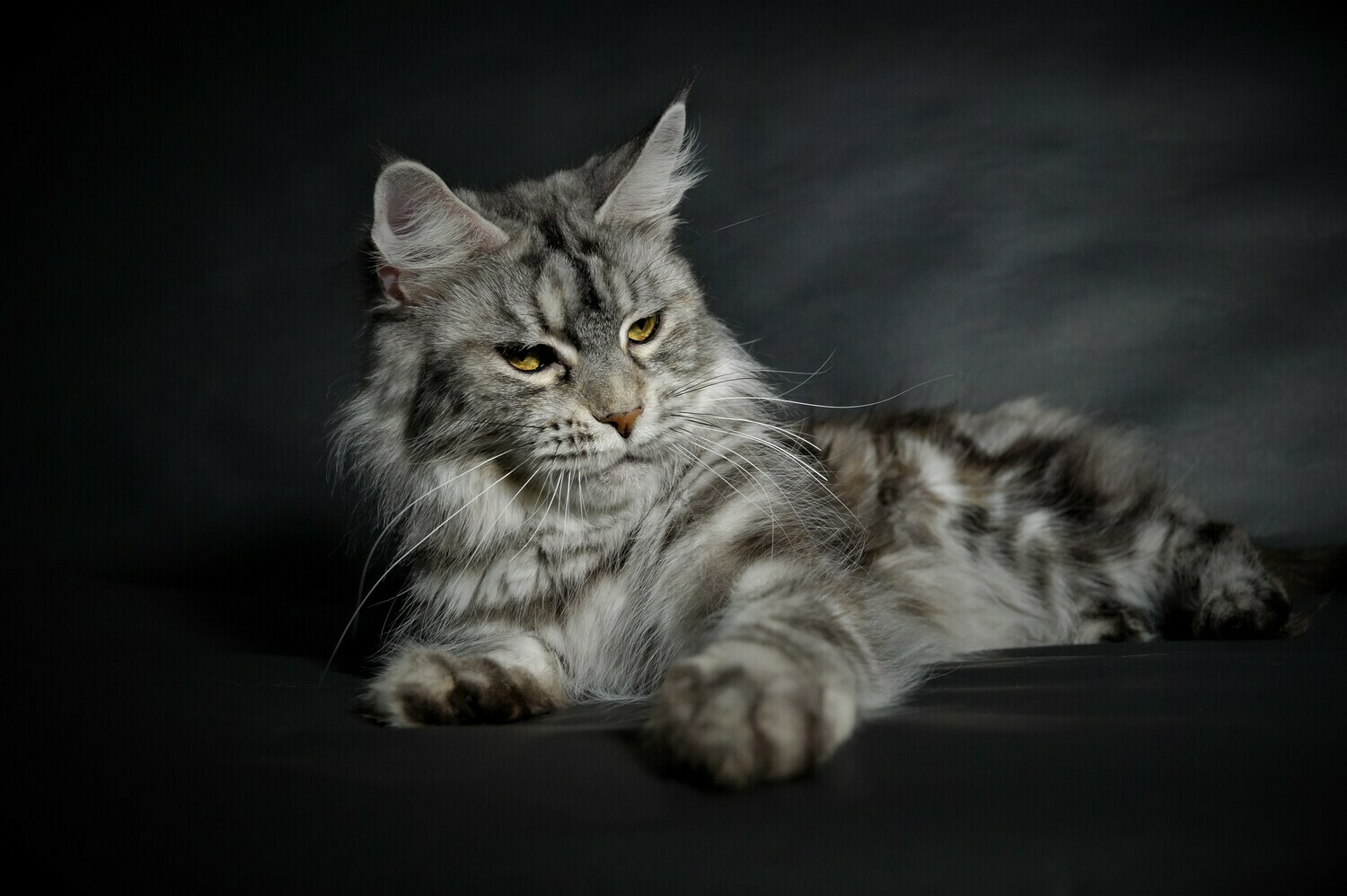 мейн кун