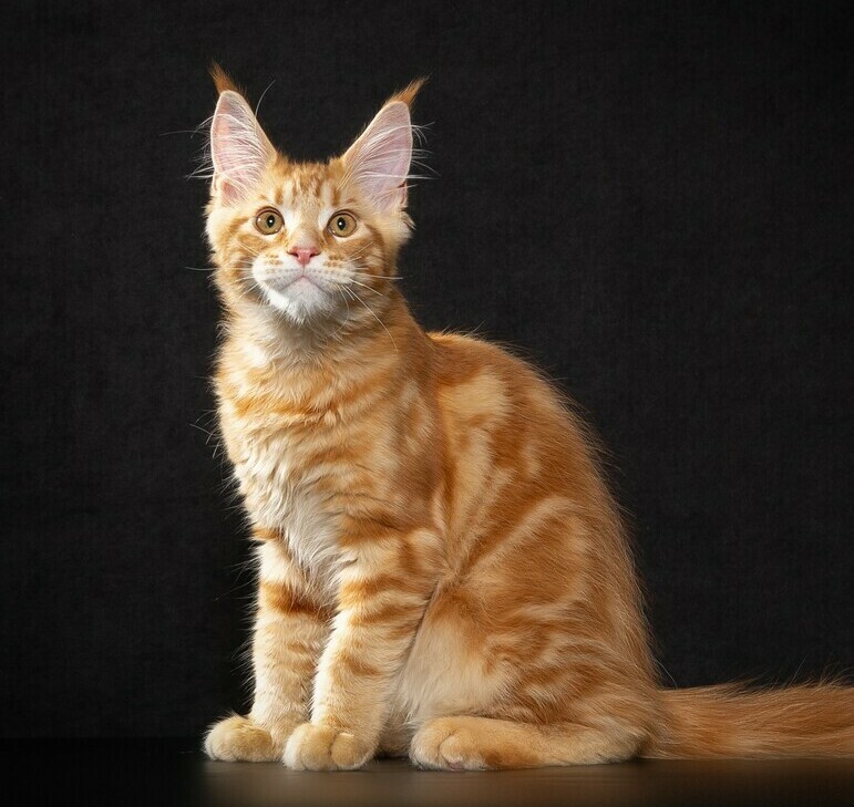 котик мейн кун рыжий купить