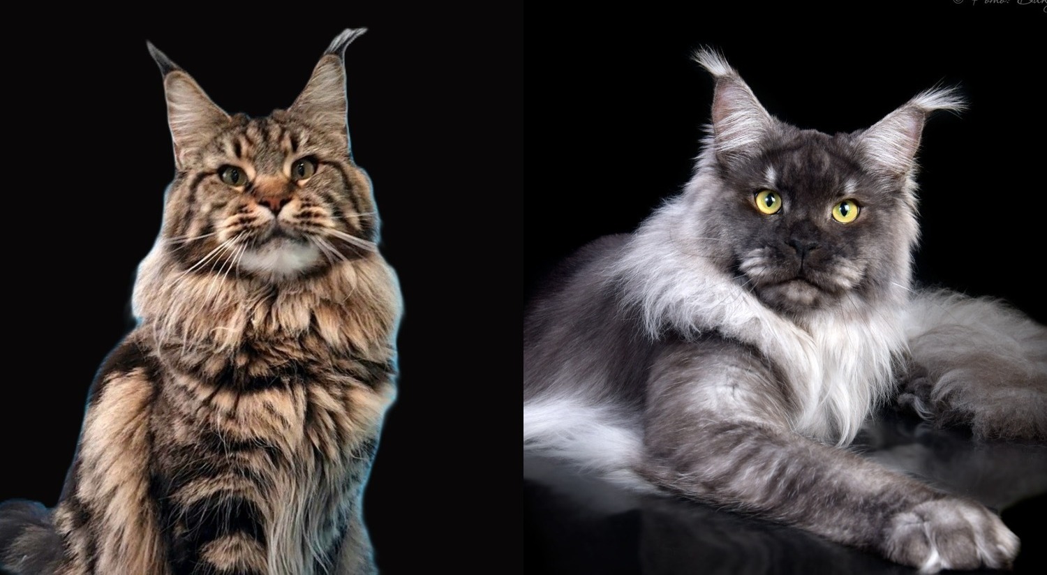 мейн кун